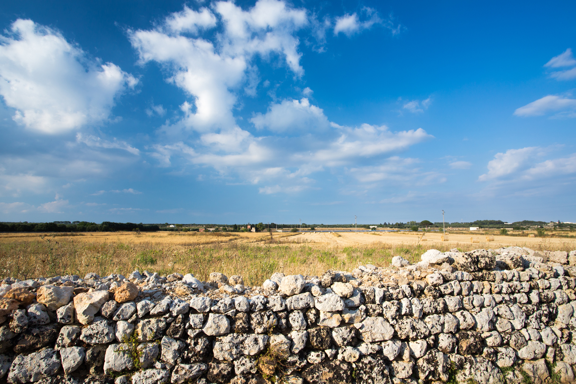 campi grano